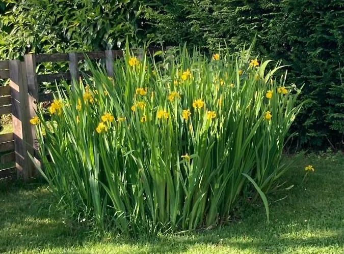 Timaro * Bagnères-de-Bigorre